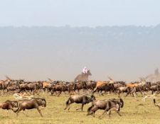 Kenia Reitsafari Maasai Mara Conservancies