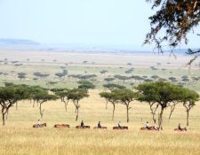 Kenia Reitsafari Maasai Mara Conservancies