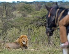 Kenia Reitsafari Maasai Mara Conservancies