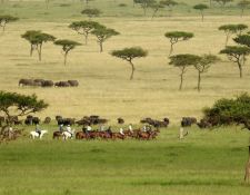 Kenia Reitsafari Maasai Mara Conservancies