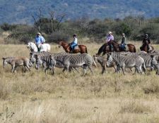 Grevy Zebra