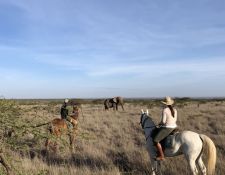 Elefanten in der Ebene