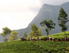 Reittour Sri Lanka