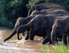 Sri Lanka Elefanten im Minneriya Nationalpark 