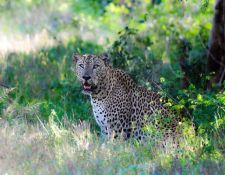 Sri Lanka  Yala Leopard