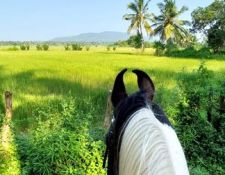 Blick durch Marwari Ohren 