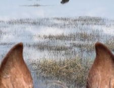 Begegnung mit Elefant