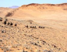 Damara Elephant Ride