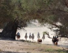 Damara Elephant Ride