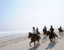 Damara Elephant Ride