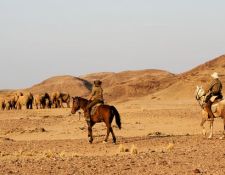 Damara Elephant Ride