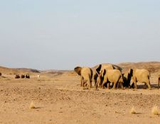 Damara Elephant Ride