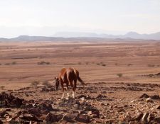 Damara Elephant Ride