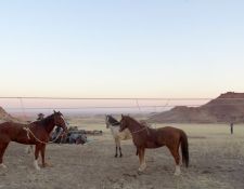 Damara Elephant Ride