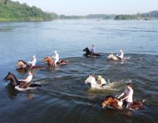 mit Pferden schwimmen im Nil 