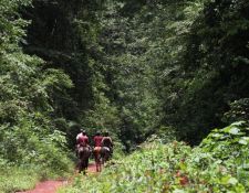 Mabira Regenwald