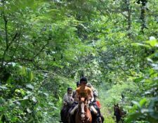 Mabira Regenwald