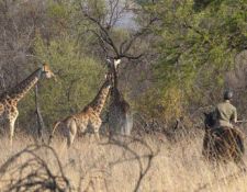 Begegnung mit Giraffen