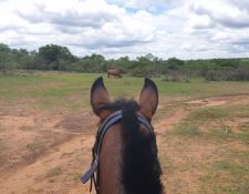 Blick durch die Pferdeohren