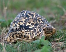 Leoparden-Schildkröte