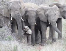 Amakhosi Game Reserve