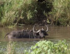 Amakhosi Game Reserve