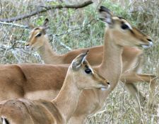 Pakimiasa Game Reserve