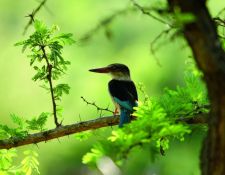 Pakimiasa Game Reserve