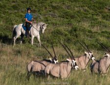 Moolmanshoek Reiter und Oryx