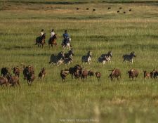 Moolmanshoek Gnus & Zebra