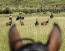 entspannte Antilopen im Tal