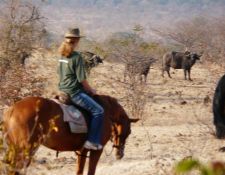 Simbabwe - Reitsafari Victoria Falls