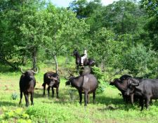 Simbabwe - Reitsafari Victoria Falls