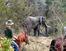 Simbabwe - Reitsafari Victoria Falls