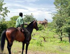 Simbabwe - Reitsafari Victoria Falls
