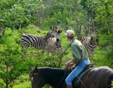 Simbabwe - Reitsafari Victoria Falls