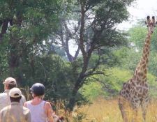 Reitsafari Hwange 