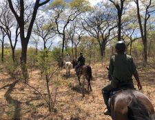 Reitsafari Hwange 
