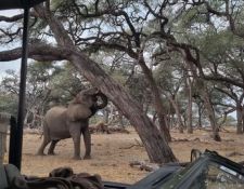 Reitsafari Hwange 