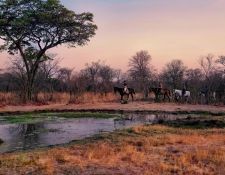 Reitsafari Hwange 