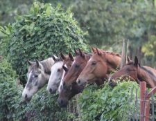 Uganda Wanderritt am Nil 